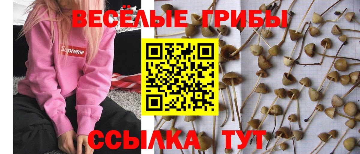 Родники  Галлюциногенные грибы Psilocybine cubensis  Вход с VPN 